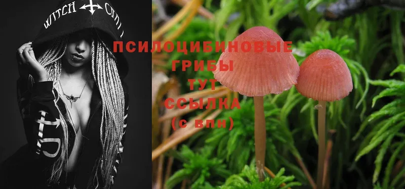 Псилоцибиновые грибы Psilocybe Нарьян-Мар